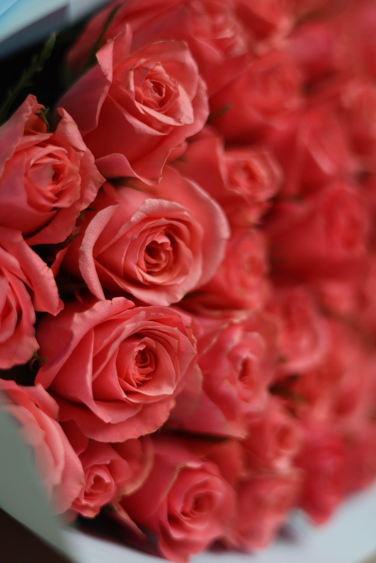 Buquê Premium de 24 Rosas Vermelhas