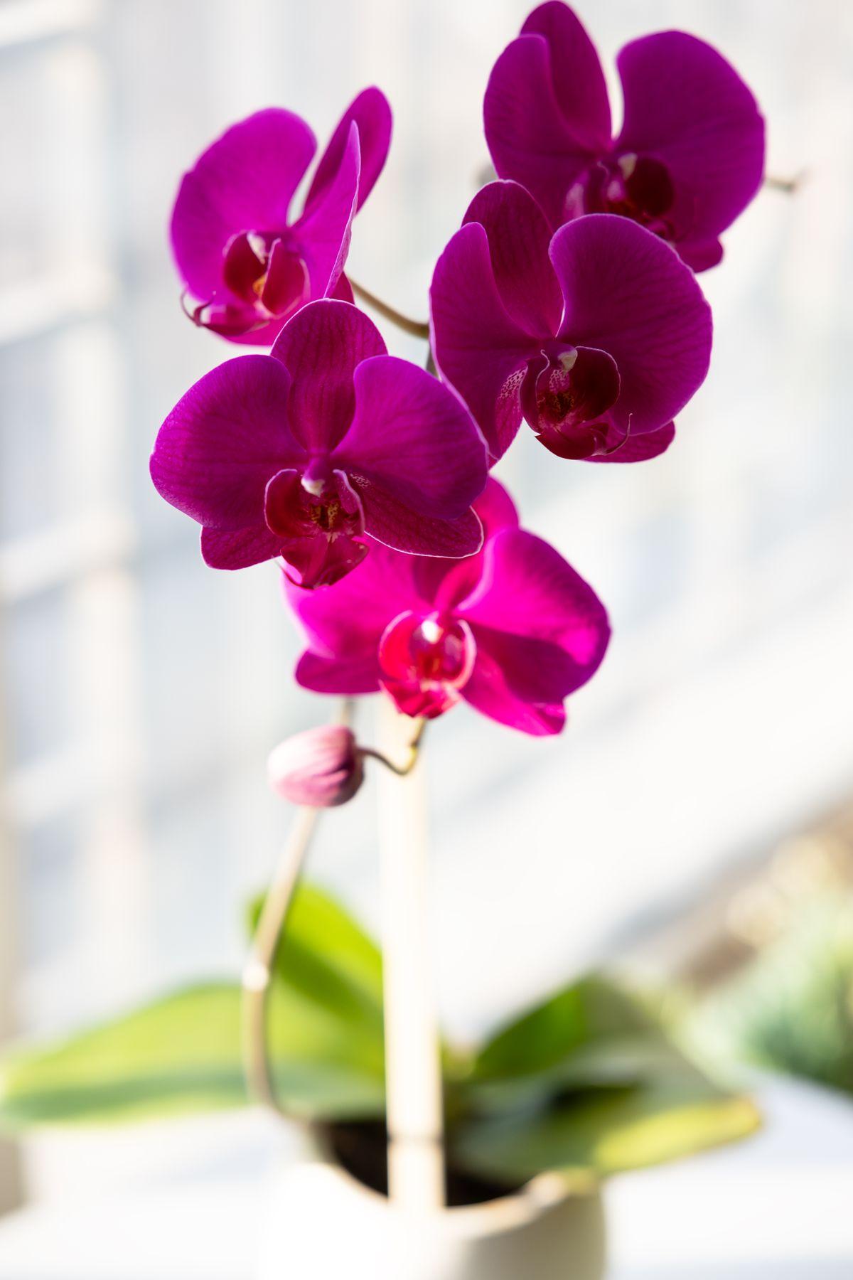 Orquídea Pink Plantada