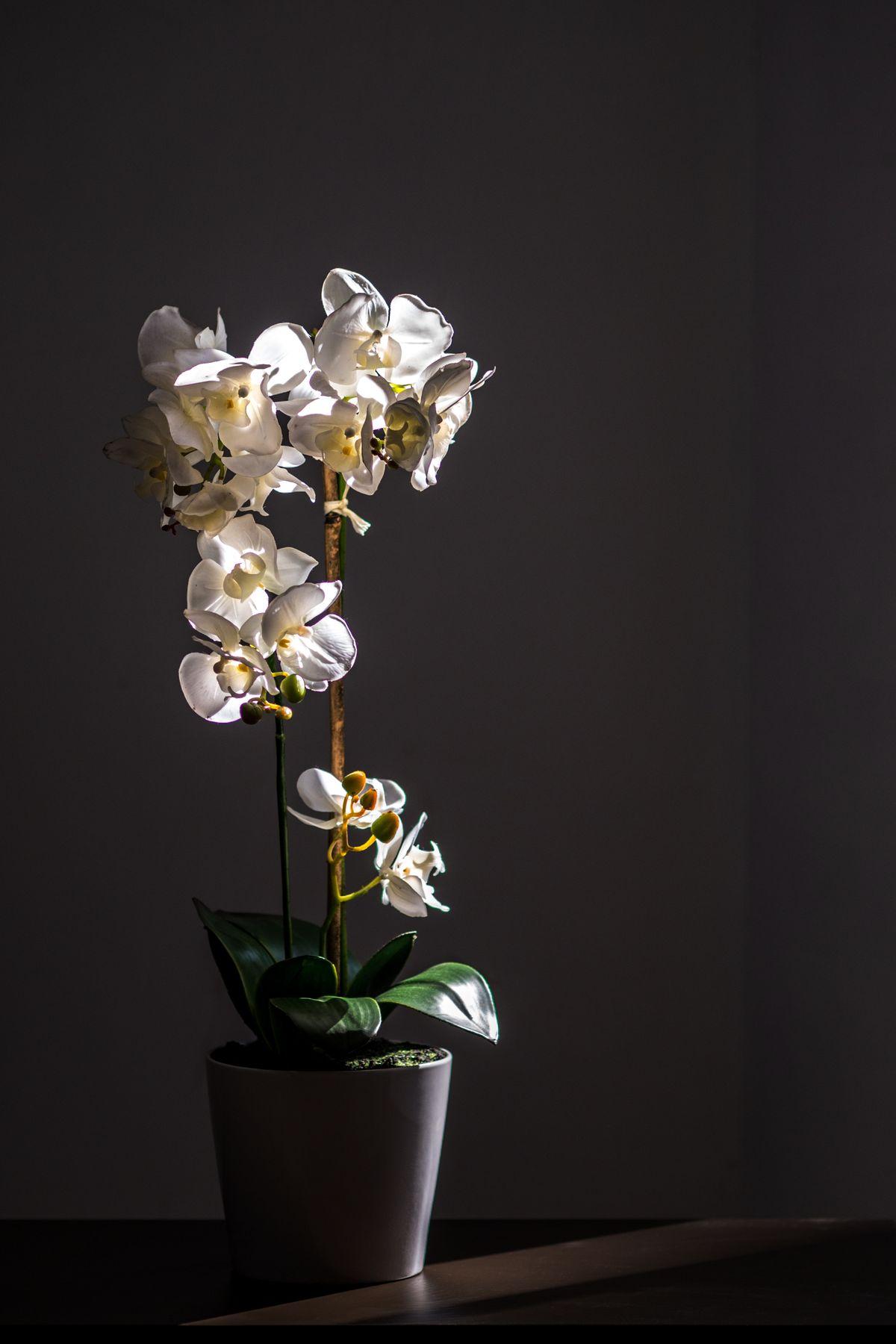 Orquídea Phalaenopsis