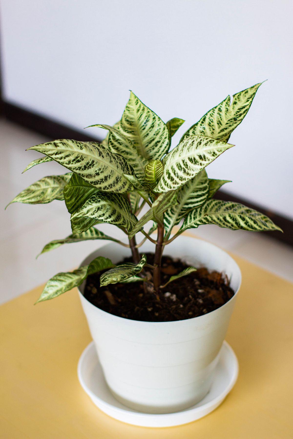 Planta Verde em Cachepô